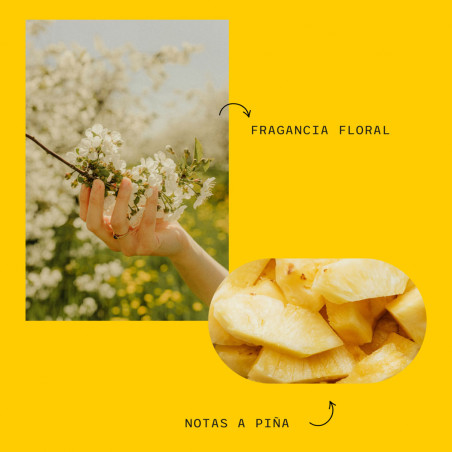 Notas de Sidamo Café de Finca Notas de Sidamo Café de Finca