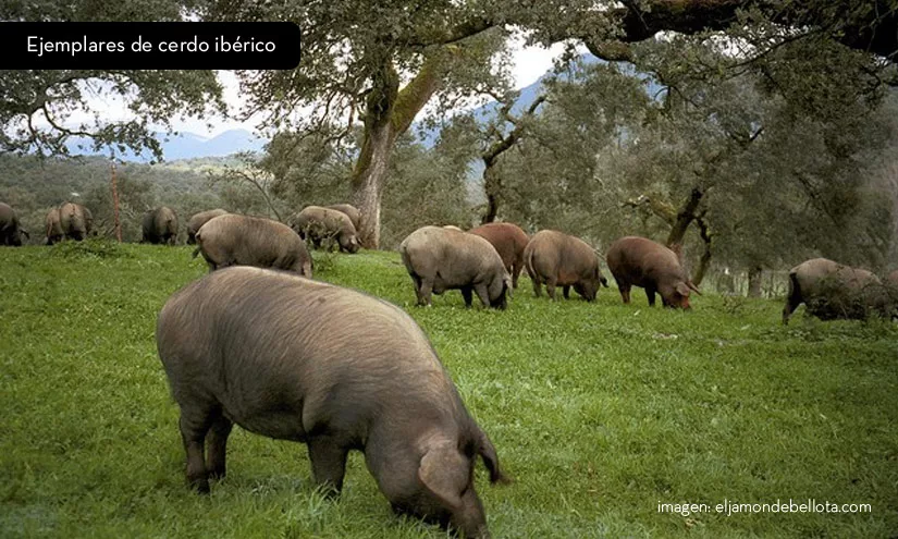 Ejemplares de cerdo ibérico