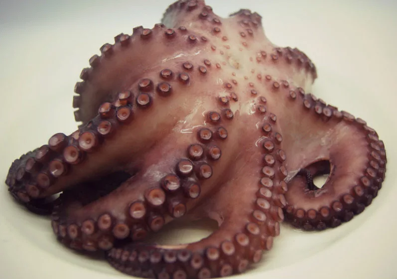 pulpo